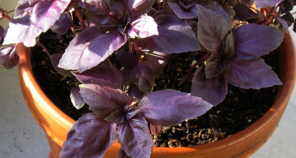 Purple Petra Basil